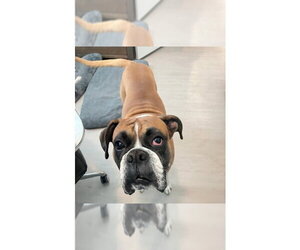Boxer Dogs for adoption in Austin, TX, USA