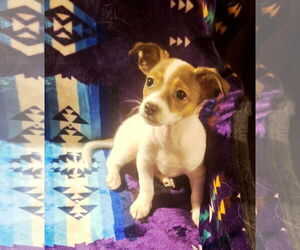 Chihuahua-Unknown Mix Dogs for adoption in Colorado Springs, CO, USA