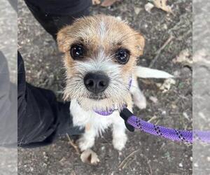 Mutt Dogs for adoption in San Antonio, TX, USA