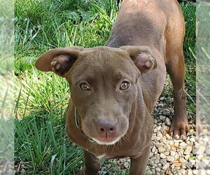 American Staffordshire Terrier-Labrador Retriever Mix Dogs for adoption in Aurora, IL, USA