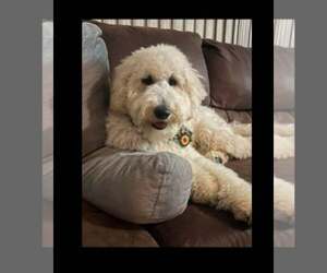 Goldendoodle Dogs for adoption in Pacolet, SC, USA