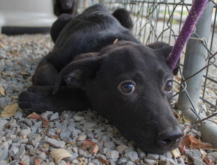 Labrador Retriever Dogs for adoption in Sparta, TN, USA