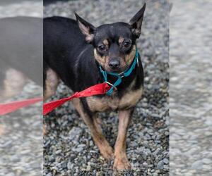 Chihuahua-Unknown Mix Dogs for adoption in Anchorage, AK, USA