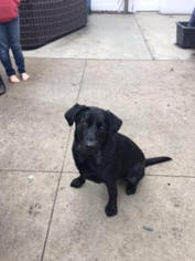 Medium Photo #1 Labrador Retriever Puppy For Sale in Warrington, PA, USA