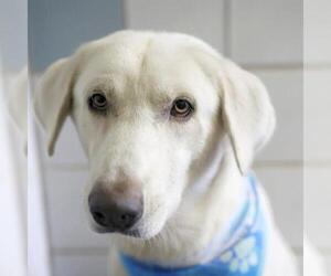 Great Pyrenees-Unknown Mix Dogs for adoption in San Antonio, TX, USA