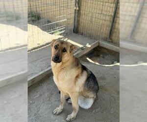 German Shepherd Dog Dogs for adoption in Santa Maria, CA, USA