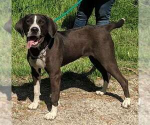 Labrador Retriever-Unknown Mix Dogs for adoption in Dickson, TN, USA