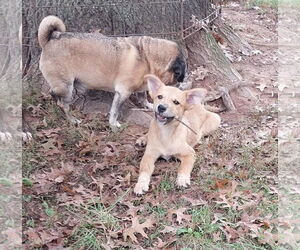 Mutt Dogs for adoption in Garden City, NY, USA