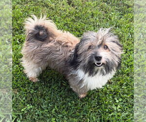 Havanese-Unknown Mix Dogs for adoption in Canton, CT, USA