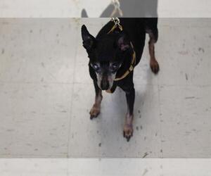 Miniature Pinscher Dogs for adoption in Waterford, VA, USA