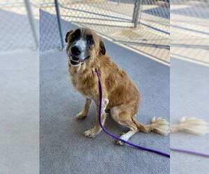 Anatolian Shepherd-Unknown Mix Dogs for adoption in Conroe, TX, USA
