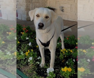 Akbash-Anatolian Shepherd Mix Dogs for adoption in North Richland Hills, TX, USA