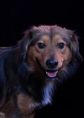 Australian Shepherd-Unknown Mix Dogs for adoption in Scotts Hill, TN, USA