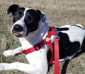 Lab-Pointer Dogs for adoption in Denton, TX, USA