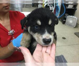 German Shepherd Dog Dogs for adoption in Riverside, CA, USA