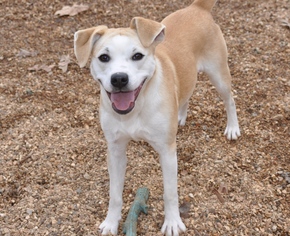 Medium Photo #1 Beagle-Unknown Mix Puppy For Sale in O Fallon, MO, USA