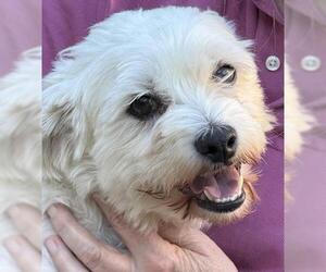Bichon Frise-Unknown Mix Dogs for adoption in Oakley, CA, USA