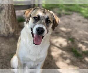 Anatolian Shepherd Dogs for adoption in Tulsa, OK, USA