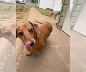 Dachshund Dogs for adoption in Staunton, VA, USA