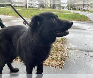 Chow Chow-Unknown Mix Dogs for adoption in Ocala, FL, USA