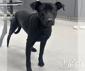Labrador Retriever-Unknown Mix Dogs for adoption in Washington, DC, USA