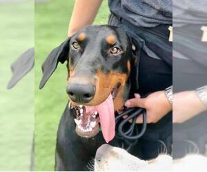 Doberman Pinscher Dogs for adoption in Guthrie, OK, USA