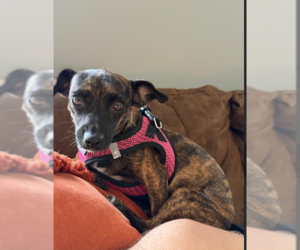 Chihuahua-Unknown Mix Dogs for adoption in Cranston, RI, USA