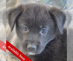 Mutt Dogs for adoption in Huntley, IL, USA