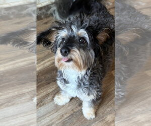 Poodle (Miniature)-Unknown Mix Dogs for adoption in Holly Springs, NC, USA