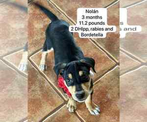 Doberman Pinscher-Unknown Mix Dogs for adoption in Virginia Beach, VA, USA