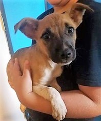 Mutt Dogs for adoption in Point Pleasant, PA, USA