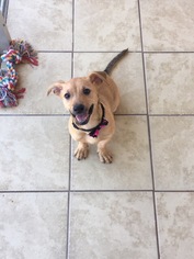Chiweenie Dogs for adoption in Jenkintown, PA, USA