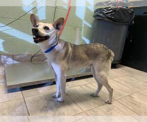 Mutt Dogs for adoption in Grand Prairie, TX, USA