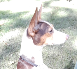 Basenji-Unknown Mix Dogs for adoption in Westville, IN, USA