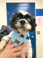 Shih Tzu Dogs for adoption in Rocky Mount, VA, USA