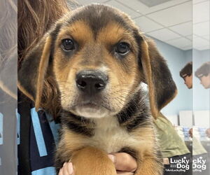 Retriever -Unknown Mix Dogs for adoption in Washington, DC, USA
