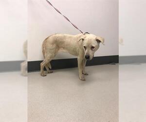 Labrador Retriever Dogs for adoption in Corona, CA, USA