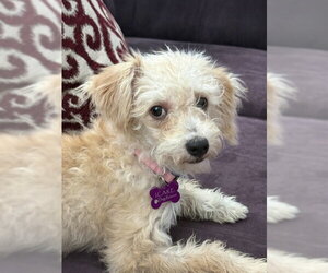 Poodle (Miniature)-Unknown Mix Dogs for adoption in Corona, CA, USA