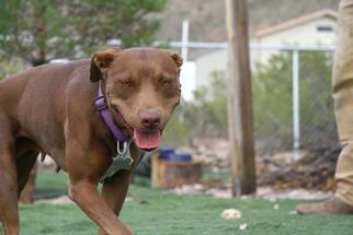 Mutt Dogs for adoption in Alamogordo, NM, USA