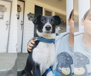 Border Collie-Jack Russell Terrier Mix Dogs for adoption in Rockaway, NJ, USA