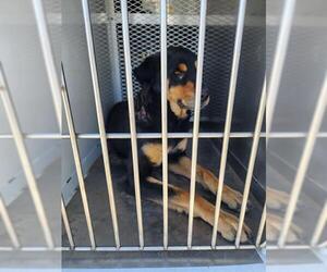 Rottweiler Dogs for adoption in Bakersfield, CA, USA