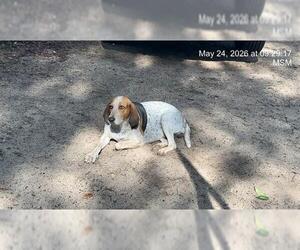 Bluetick Coonhound-Unknown Mix Dogs for adoption in Ocala, FL, USA