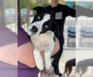 Great Dane Dogs for adoption in Mankato, MN, USA