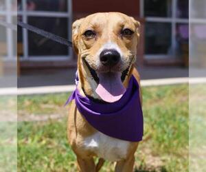 Mutt Dogs for adoption in San Antonio, TX, USA
