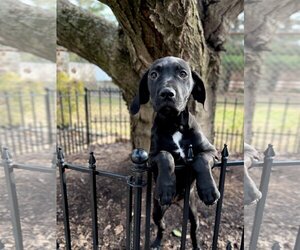 Labrador Retriever Dogs for adoption in Manchester, MO, USA