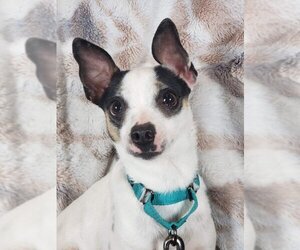 Rat-Cha Dogs for adoption in Mankato, MN, USA