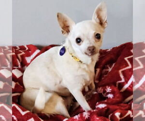 Chihuahua Dogs for adoption in Fargo, ND, USA