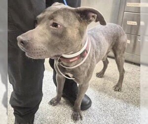Staffordshire Bull Terrier Dogs for adoption in Houston, TX, USA