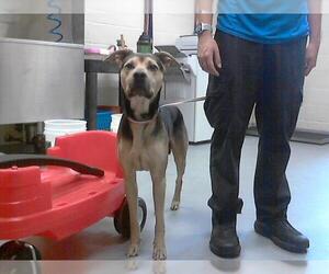 German Shepherd Dog-Unknown Mix Dogs for adoption in Fayetteville, NC, USA