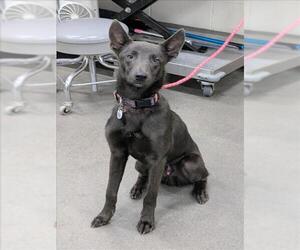 Mutt Dogs for adoption in Forestville, MD, USA